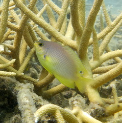 Pomacentrus amboinensis