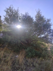 Olea europaea