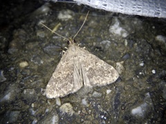 Hydrillodes pacifica