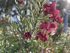 Grevillea lanigera