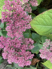 Bistorta amplexicaulis