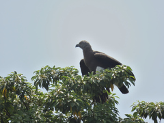 Haliaeetus ichthyaetus
