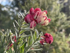 Grevillea lanigera