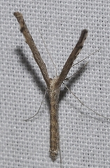 Agdistis tamaricis