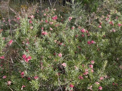 Grevillea lanigera