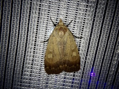 Sineugraphe oceanica