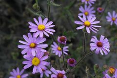 Senecio arenarius