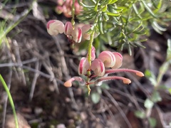 Grevillea lanigera