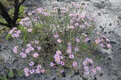 Senecio arenarius