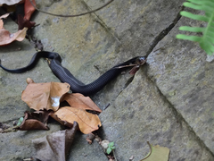 Naja sumatrana