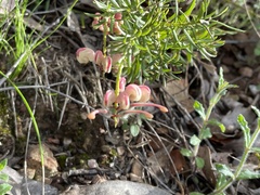 Grevillea lanigera