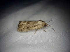 Spodoptera depravata