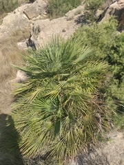 Chamaerops humilis
