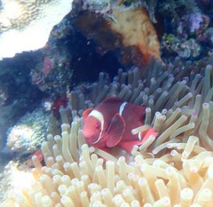 Amphiprion biaculeatus