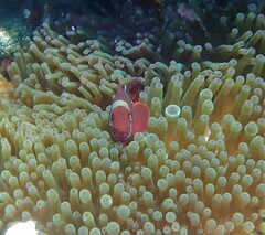 Amphiprion biaculeatus