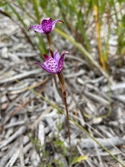Elythranthera brunonis