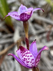 Elythranthera brunonis