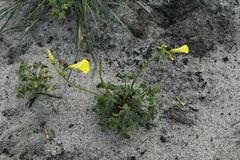 Oxalis pes-caprae pes-caprae