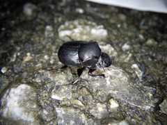 Onthophagus lenzii