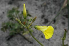 Oxalis pes-caprae pes-caprae