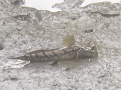 Periophthalmus argentilineatus