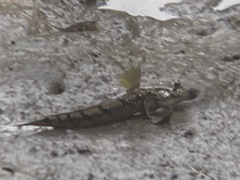 Periophthalmus argentilineatus