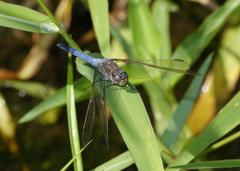 Orthetrum caledonicum
