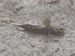 Periophthalmus argentilineatus