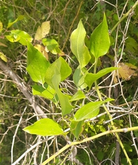 Smilax excelsa