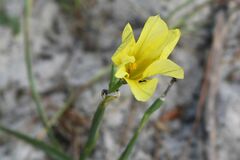 Moraea collina
