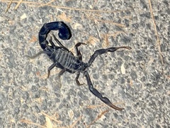 Hottentotta judaicus