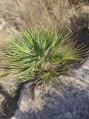 Chamaerops humilis