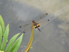 Rhyothemis phyllis