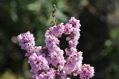 Erica mauritanica