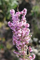 Erica mauritanica