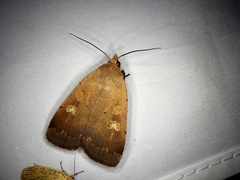 Sineugraphe oceanica