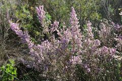 Erica mauritanica