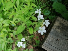 Cerastium pauciflorum