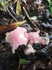 Mycena rosea