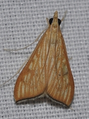 Antigastra catalaunalis
