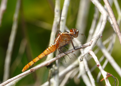Rhodothemis lieftincki