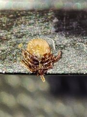 Ixodes