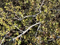 Myrothamnus flabellifolius