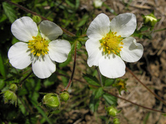 Drymocallis rupestris