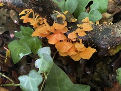 Favolaschia claudopus
