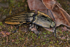 Chalcolepidius oxydatus
