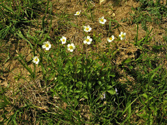 Drymocallis rupestris