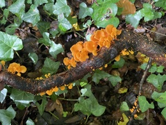 Favolaschia claudopus