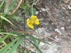 Potentilla erecta