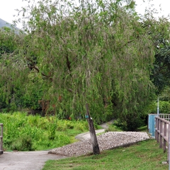 Melaleuca viminalis
